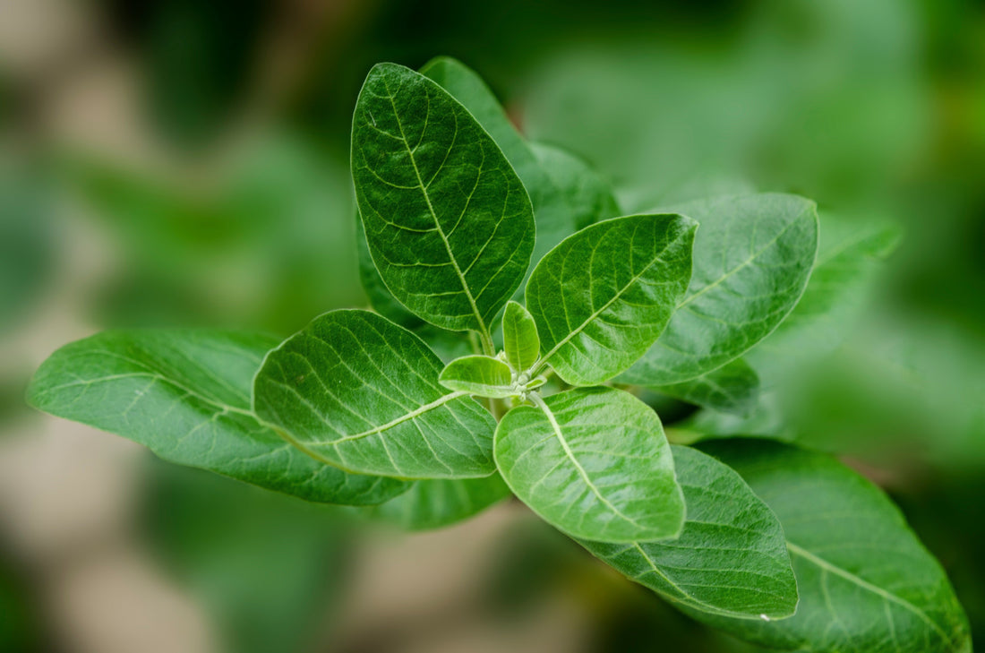 Ashwagandha: el adaptógeno que calma sin apagar tu energía