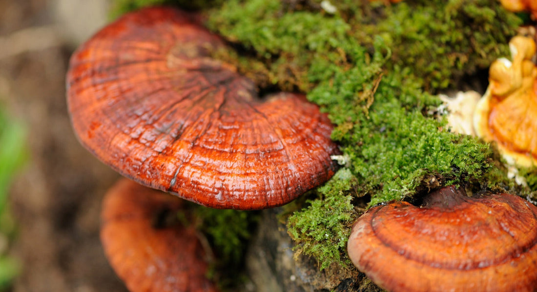 Reishi: evidencia científica y usos actuales