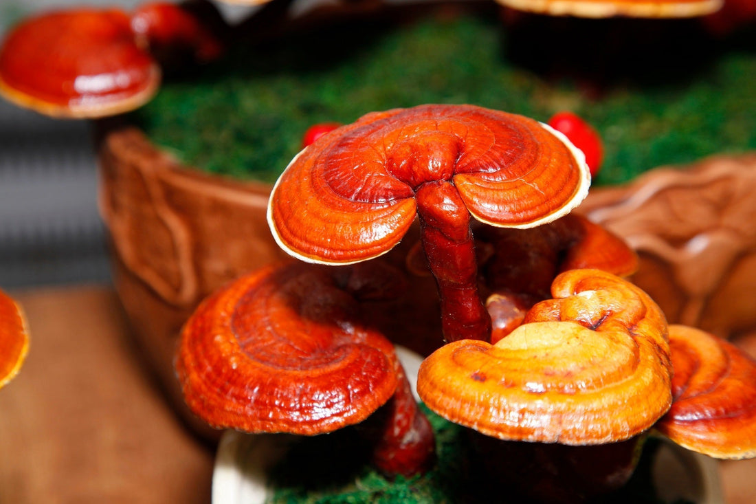 Reishi: un adaptógeno antiguo que la ciencia vuelve a mirar